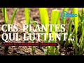 Ces plantes qui luttent contre le rchauffement climatique