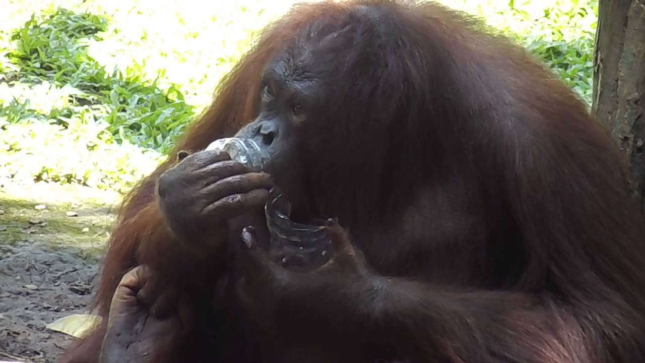 beruang madu kurus We don’t know how this orangutan obtained the plastic bottle or what it contains