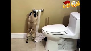 Смешные животные видео! Приколы с животными! Смешные котики. Смешные собаки. Милые животные. Animals