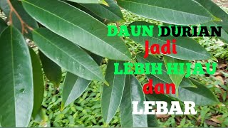 Rahasia Agar Daun Durian Jadi Hijau Pekat dan Lebih Lebar
