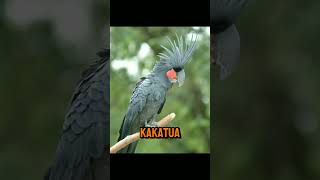 Burung Termahal Di Duniaburung shorts youtubeshorts shortsfeed