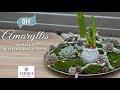 DIY-Weihnachtsdeko: Amaryllis in Wachs gießen und dekorieren [How to] Deko Kitchen (P)