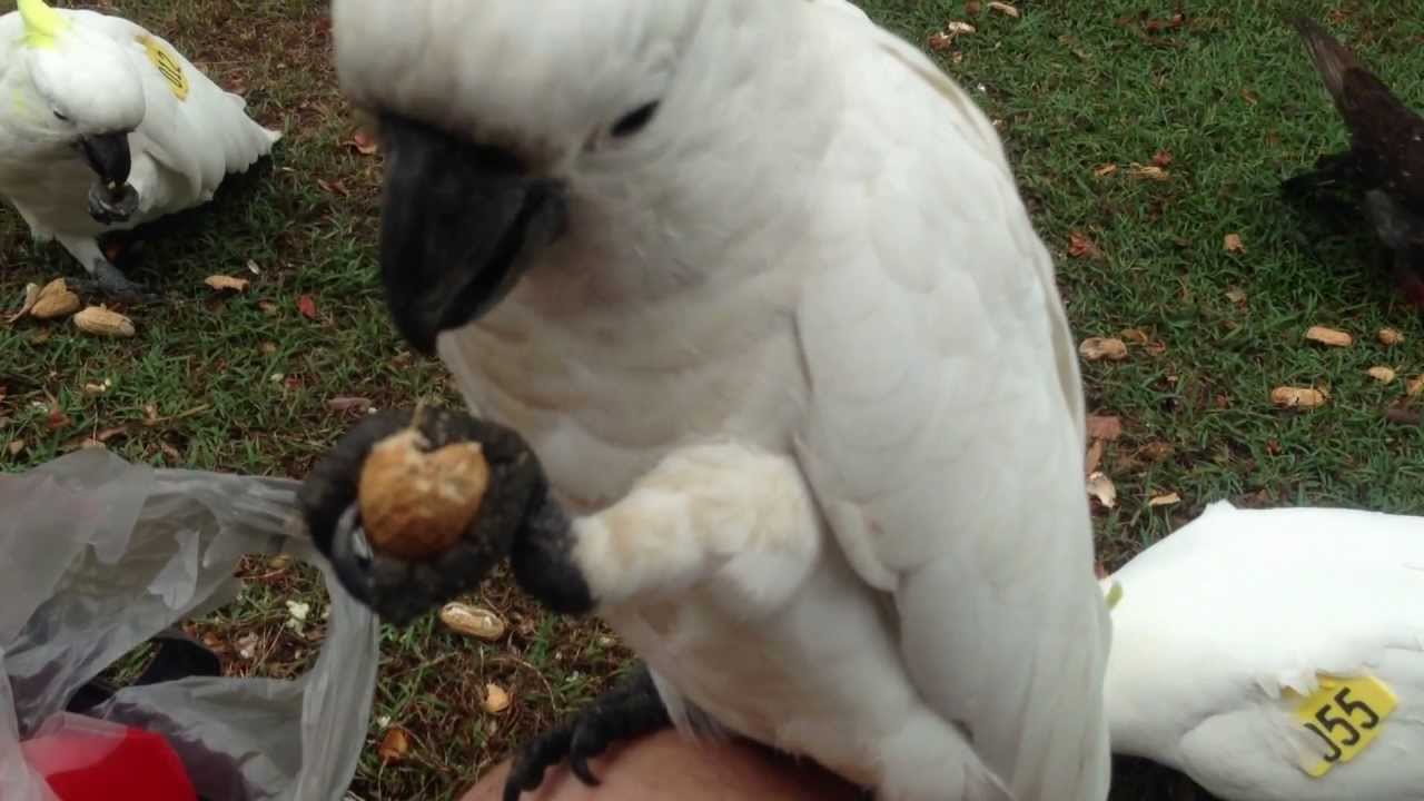 Sulphur Crested Cockatoos and Rainbow Lorikeets at the Royal Botanical Gardens of Sydney