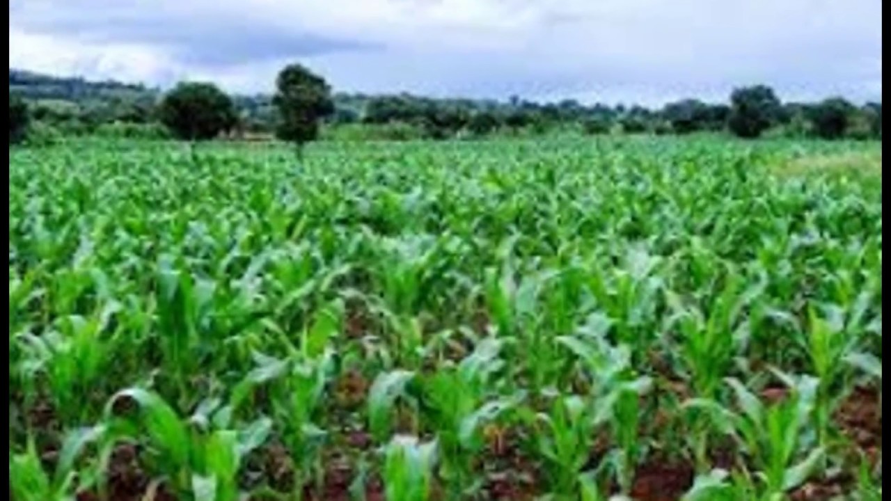 Farmers Land for Sale in Kenya 0720271544: Farm Land for Sale in Kenya
