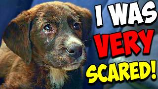 Abandoned Puppy Was Struggling to Survive Alone in the Rain by Paw Squadron 76,944 views 2 months ago 23 minutes