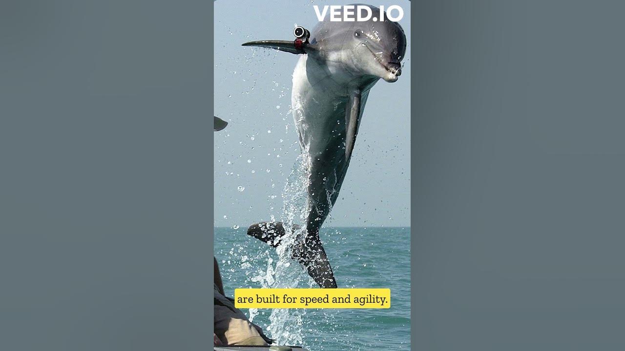 Dolphins, Discover the Fascinating World of Dolphins: Intelligence
