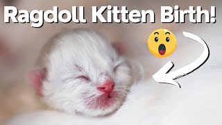 Ragdoll Cat Gives Birth to Cute Ragdoll Kittens 🐱 by Ring of Fire Ragdolls 1,372 views 4 months ago 17 minutes