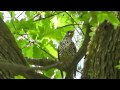 Drozd brávník-Turdus viscivorus-Mistle Thrush-Misteldrossel