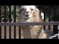 アルパカ (伊豆シャボテン動物公園) 2018年4月22日