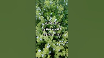 لا إله إلاّ الله #تلاوة_مؤثرة #إسلام_صبحي #تلاوة_خاشعة #حالات_واتساب #صوت_يريح_القلب