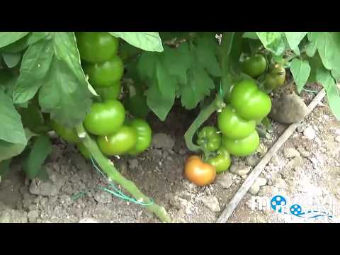 Βίντεο: Μπορούν να καλλιεργηθούν έξω οι τομάτες που βγάζουν χρήματα;