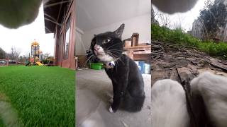 Maxwell the cat has a busy day: patrolling his territory and arguing with his brothers#cats  #funny