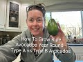 How To Grow Ripe Avocados Year Round - Type A & Type B Avocados