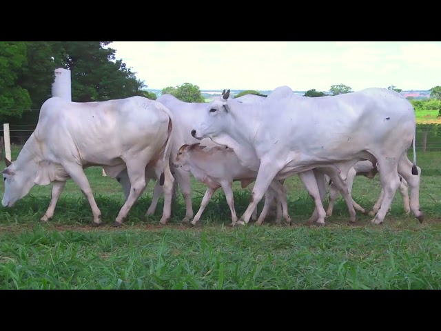 LOTE 24   2941 3334 4407