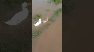 duck swimming in water#duck #duckface #ducks #duckling