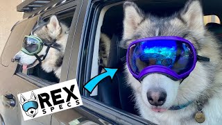 Rex Specs Dog Googles Review