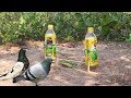 Easy Way to Make Bird Trap Using 2 Bottles That work 100%