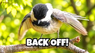 Why is this Chickadee acting so Strange Update