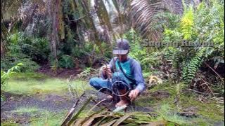 Mikat ayam hutan || hanya ori yang bermental baja yang berani dengan pikat ini
