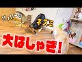 ネズミを見つけた猫たちのはしゃぎっぷりがすごいんだけどwww