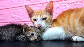 Beautiful and Cute Cats Kittens Playing Together so Funny by Neos Home 4,299 views 6 months ago 13 minutes, 58 seconds