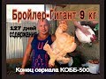 Бройлер-Гигант 9 кг. 127 дней. Конец сериала о КОББ-500.