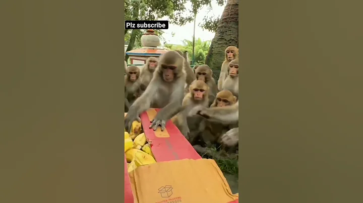 monkey funny video 🤣 #monkey #monkeyvideo #monkeys #shortvideo #viral #reelsinstagram #youtubeshorts