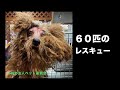【ペット里親会】６０匹のレスキュー