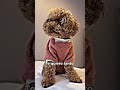 Me has decepcionado toypoodle raza edit perros