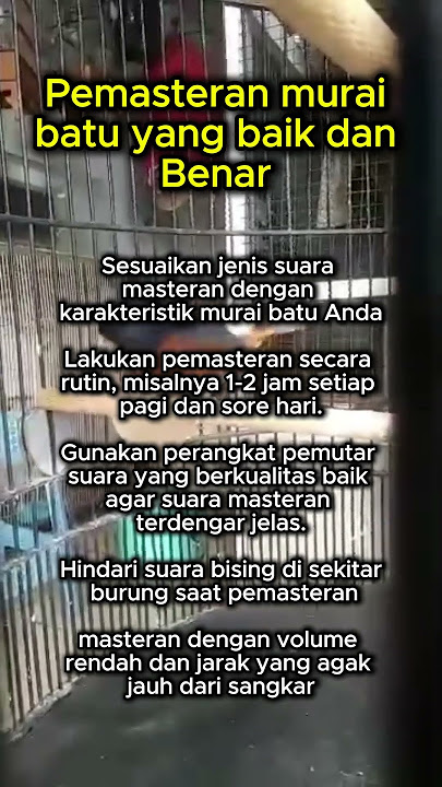 Pemasteran murai batu yg baik dan benar #muraibatu