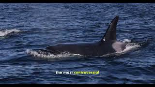 Killer Whale Or Orca The Controversial Name!