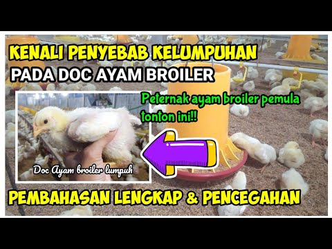 Video: Ayam Broiler: Penyakit Dan Pencegahannya Their