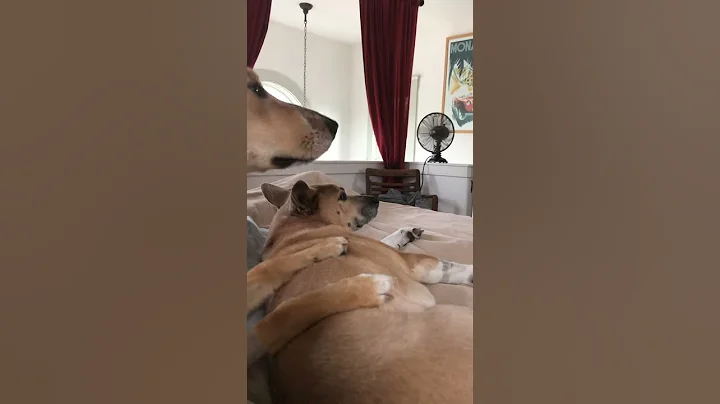 Caring Canine