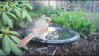 Bird Bath, April 13, 2024 (1/2) by Alex P 170 views 2 weeks ago 3 minutes, 14 seconds