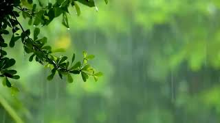 Rain sounds for sleeping. relaxingmusic rain sleep nature lounge  @relaxcozychillmusic