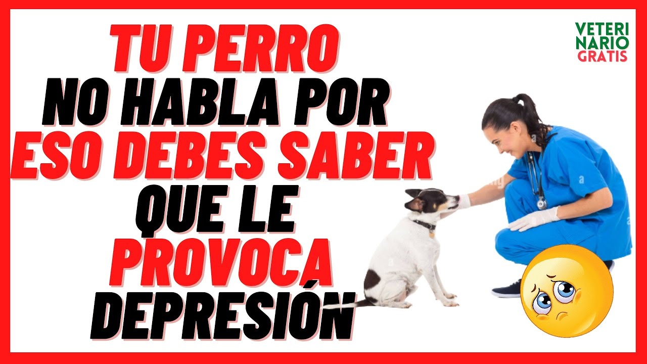 Por que mi perro llora