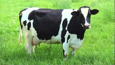 COW SOUND 