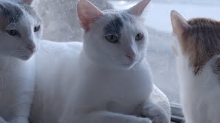 The Cats on a Moody Blue Morning...  (Calming HD Cats & Relaxing Music) by IndoorOutdoorKat 719 views 1 year ago 6 minutes, 19 seconds