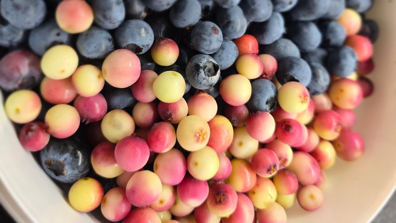 Kanadské borůvky Rabbiteye - Pink Lemonade  a její opylovači