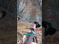 Kangal, el protector de ovejas💣💥