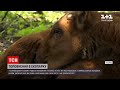 Новини України: у харківському екопарку з'явилося на світ дитинча лісних бізонів