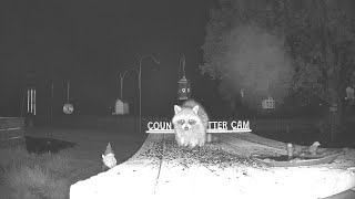 Midnight Raccoon Party! | Bird Seed Buffet Under the Stars screenshot 4