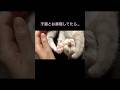 子猫とお昼寝していたらこんなことになりました　　#テアタイム