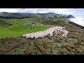 Sheep being moved on New Zealand sheep station