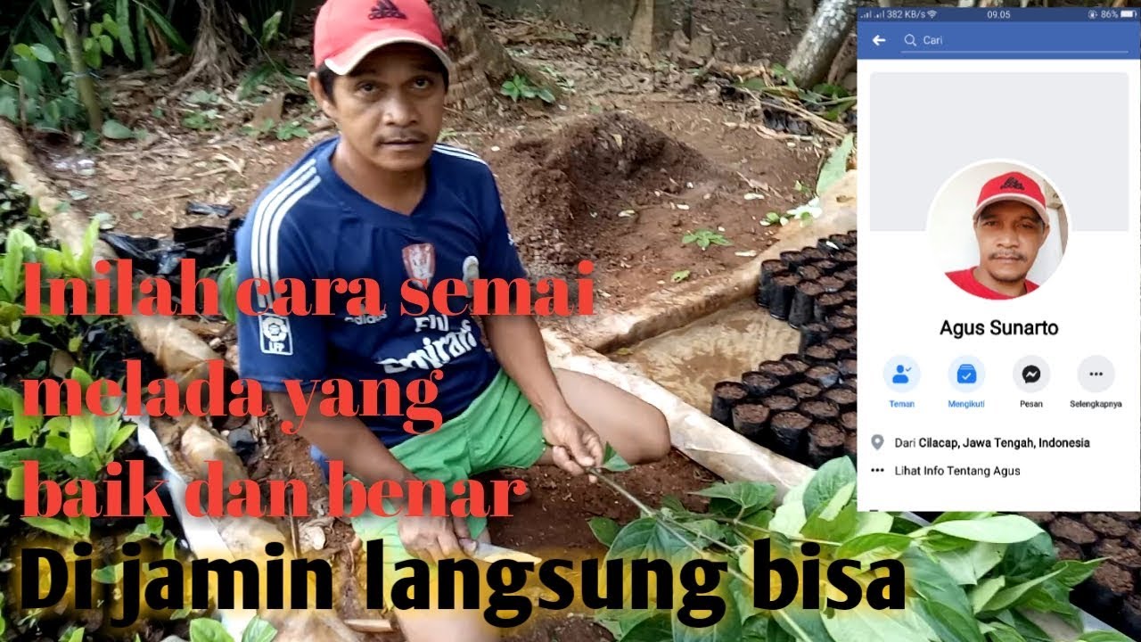 Cara semai bibit melada yang baik dan benar ( Agus Sunarto )