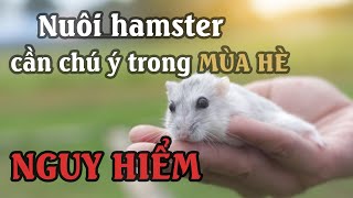 Cách nuôi và chăm sóc chuột hamster vào mùa hè | Dayspet