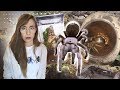 REACTING to subscriber's TARANTULA ENCLOSURES .. again!