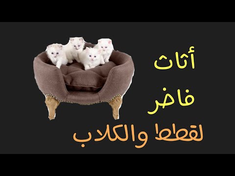 فيديو: أنواع الأثاث للكلاب