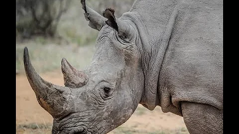 Lions Eat A Rhino Poacher Killed By An Elephant