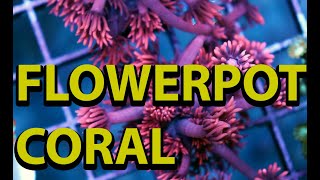 The Secret To Keeping Flowerpot Coral Goniopora